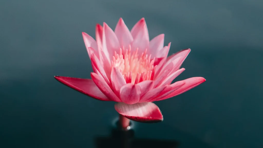 Pink water lily floating on the surface of the water.